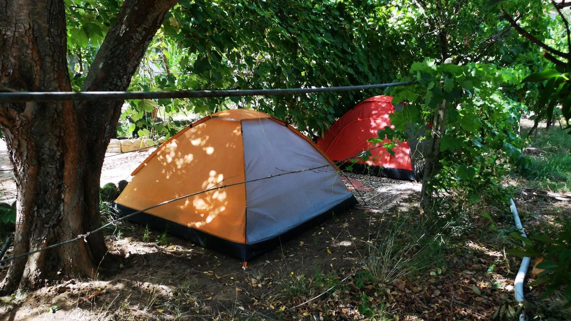 Pinnettu Sardo Cerca Su Google Casa Di Campagna In Ecosistema Insetti E Animaletti Simpatici In Condivisione, Stanza Matrimoniale Senza Finestra, Leggere Attentamente Prima Di Prenotare Oliena Country house